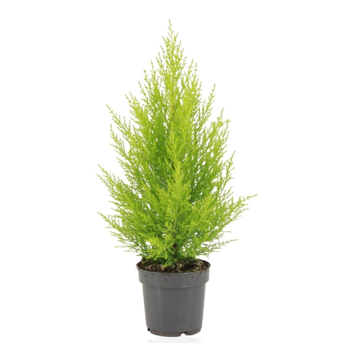 Cupressus Marrocarpa Twind plant Ø14cm ↕55cm