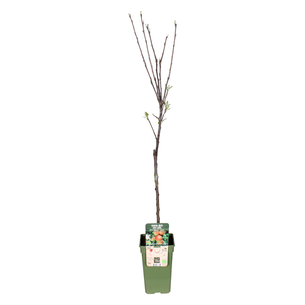 Appelboom Malus Domestica Elstar Ø19x60 cm