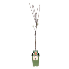 Appelboom Malus Domestica Elstar Ø19x60 cm