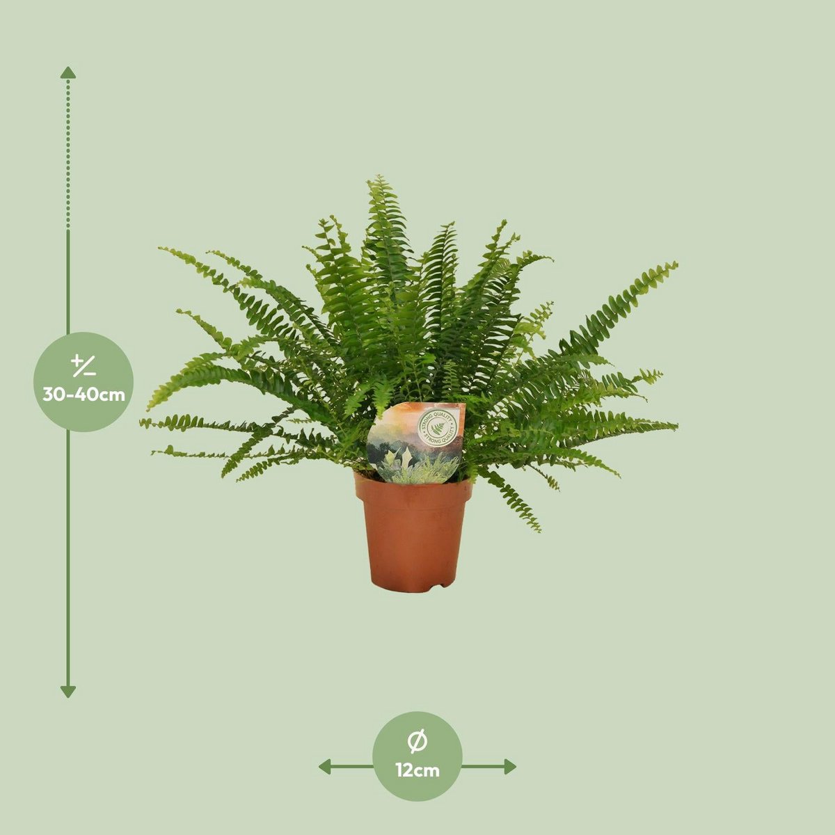 Kamerplant Nephrolepis Green Lady Ø12 cm