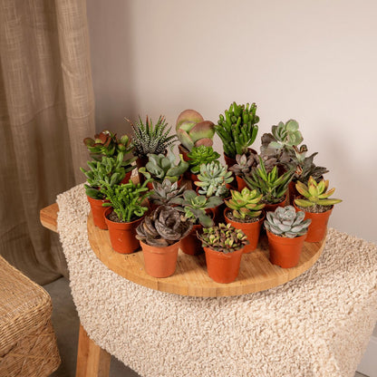 Succulenten mix 20 stuks ø5,5 cm