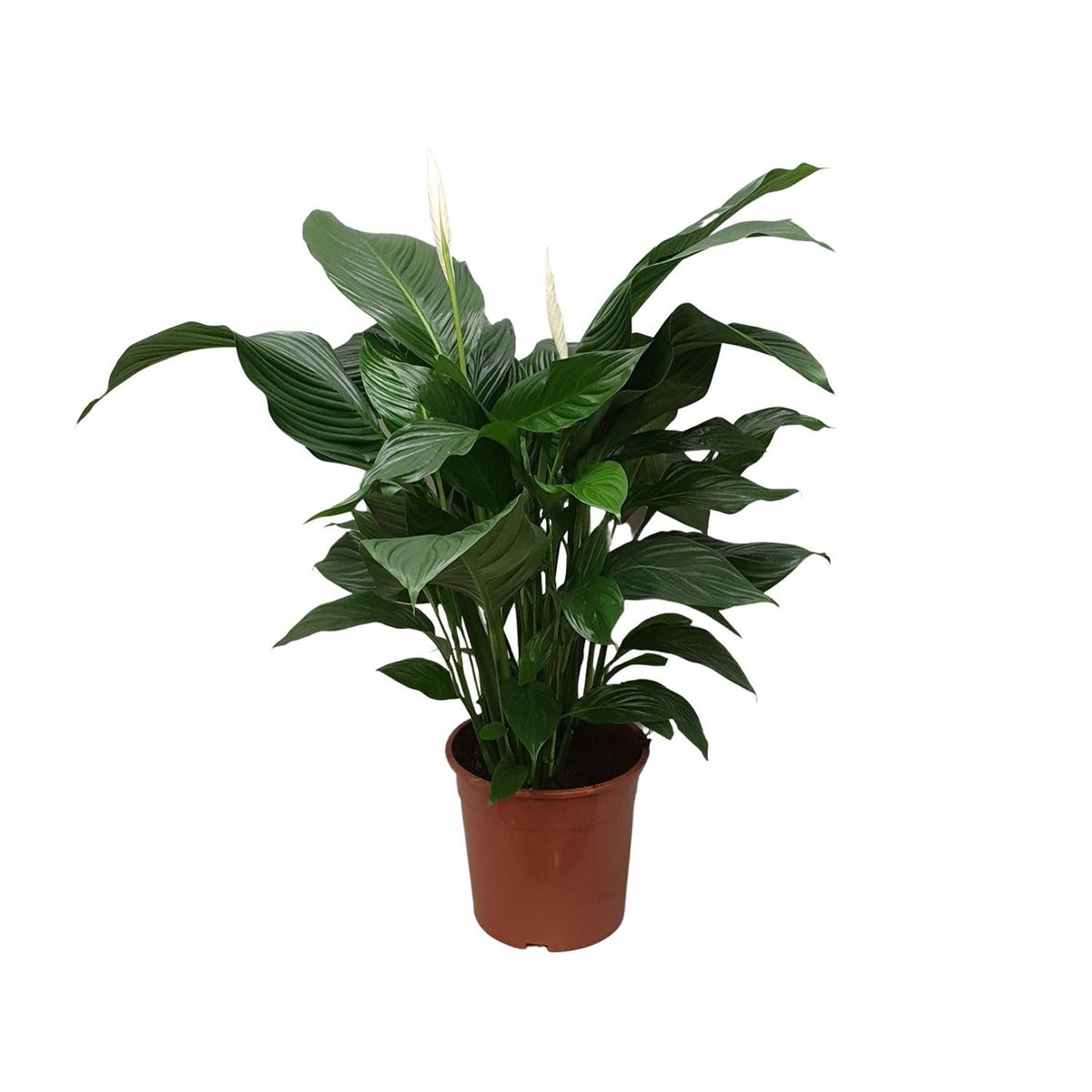 Vredeslelie Spathiphyllum Sweet Silvana 80 cm pot 24 cm
