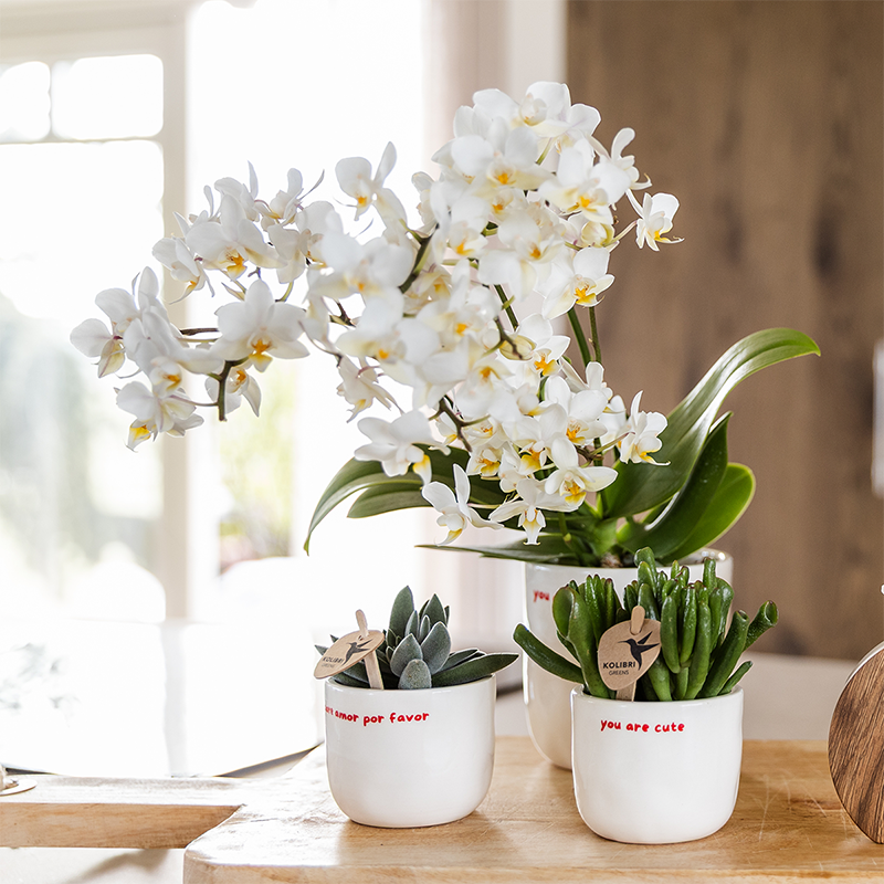 White ceramic decorative pot 'to the moon and back' - Ø6cm