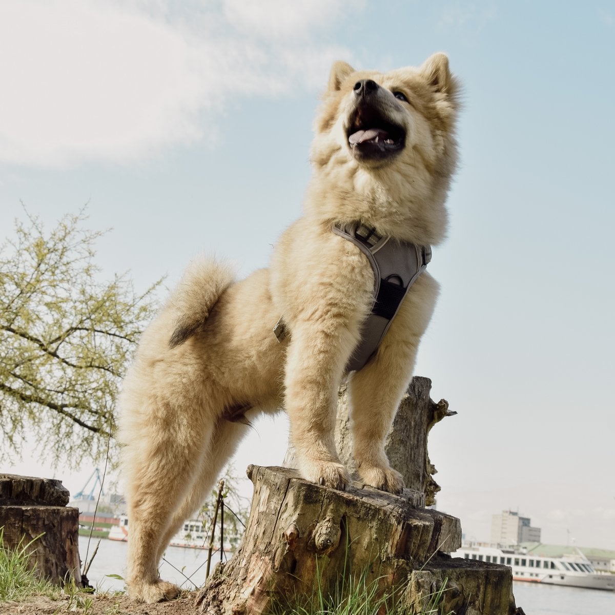ne&no® Dog Harness with Matching Shock Absorber [DEVELOPED by NE&NO]