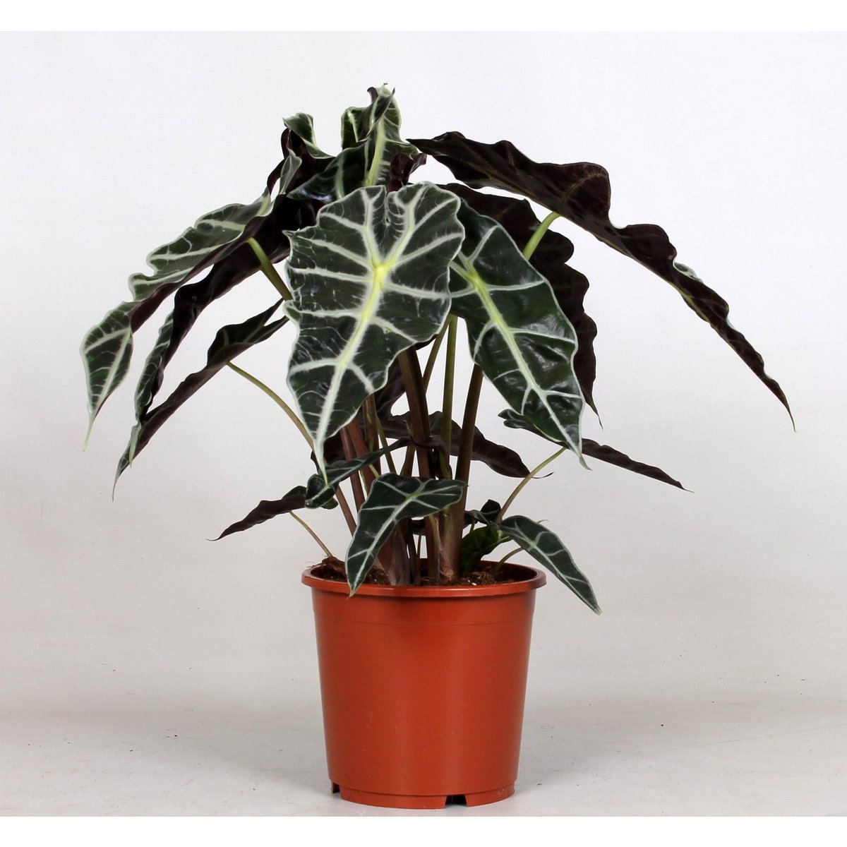 Alocasia Polly kamerplant Ø17cm 45cm