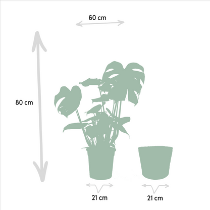 Kamerplantenmix Met Monstera Deliciosa En Alocasia Zebrina