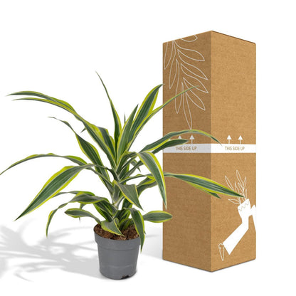 Dracaena Lemon Lime kamerplant Ø17cm ↕40cm
