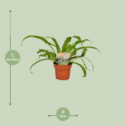 Asplenium old - Ø12cm - ↕30cm