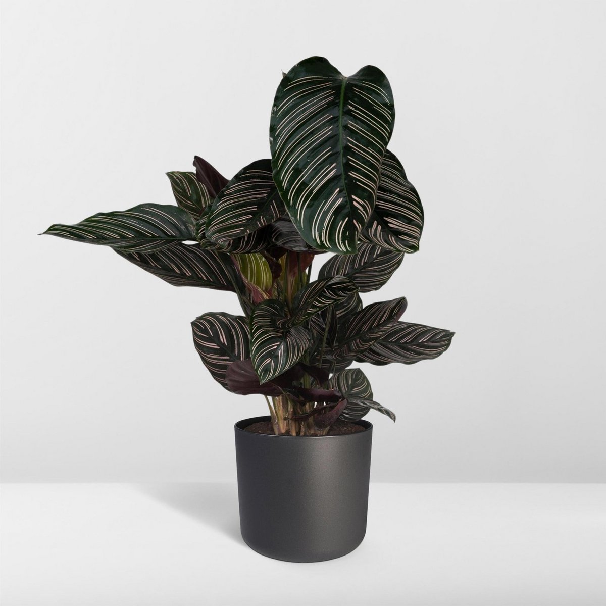 Kamerplant Calathea Ornata Ø19cm 75cm