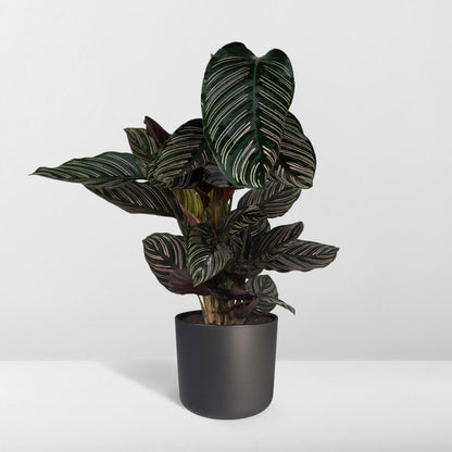 Kamerplant Calathea Ornata Ø19cm 75cm