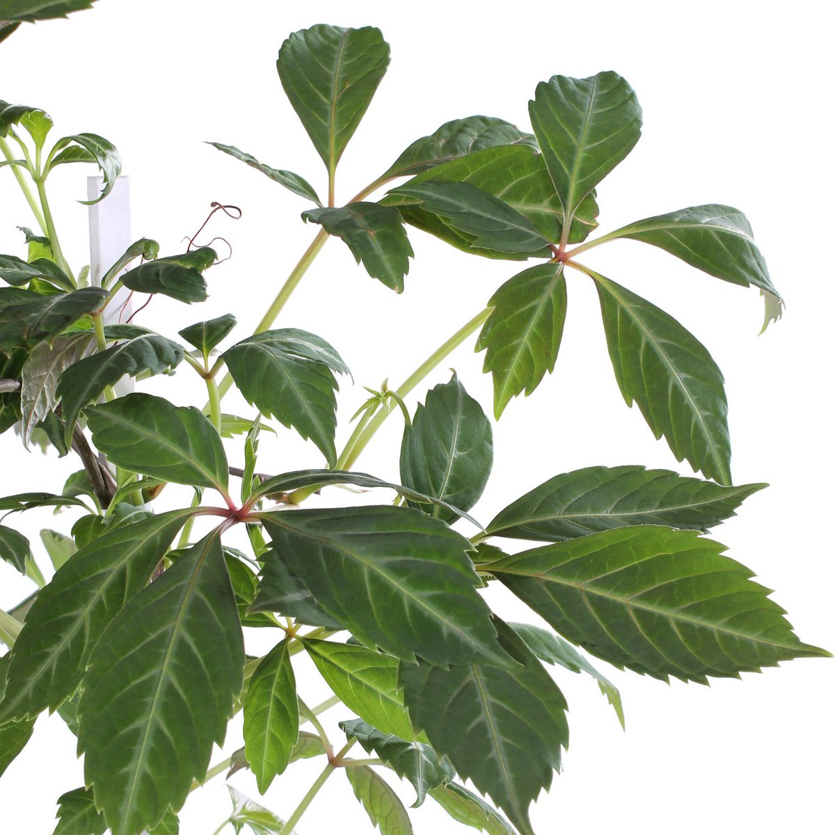Klimplant Parthenocissus henryana Ø15x65 cm