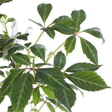 Klimplant Parthenocissus henryana Ø15x65 cm
