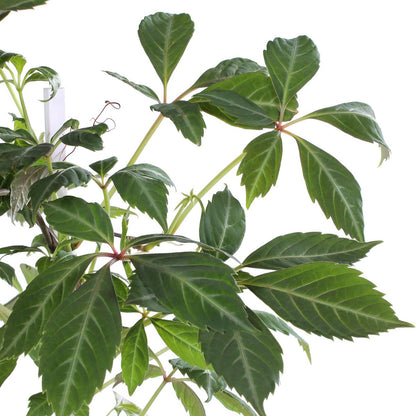 Klimplant Parthenocissus henryana Ø15x65 cm