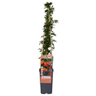 Pyracantha 'oranje gloed' leiplant 65 cm