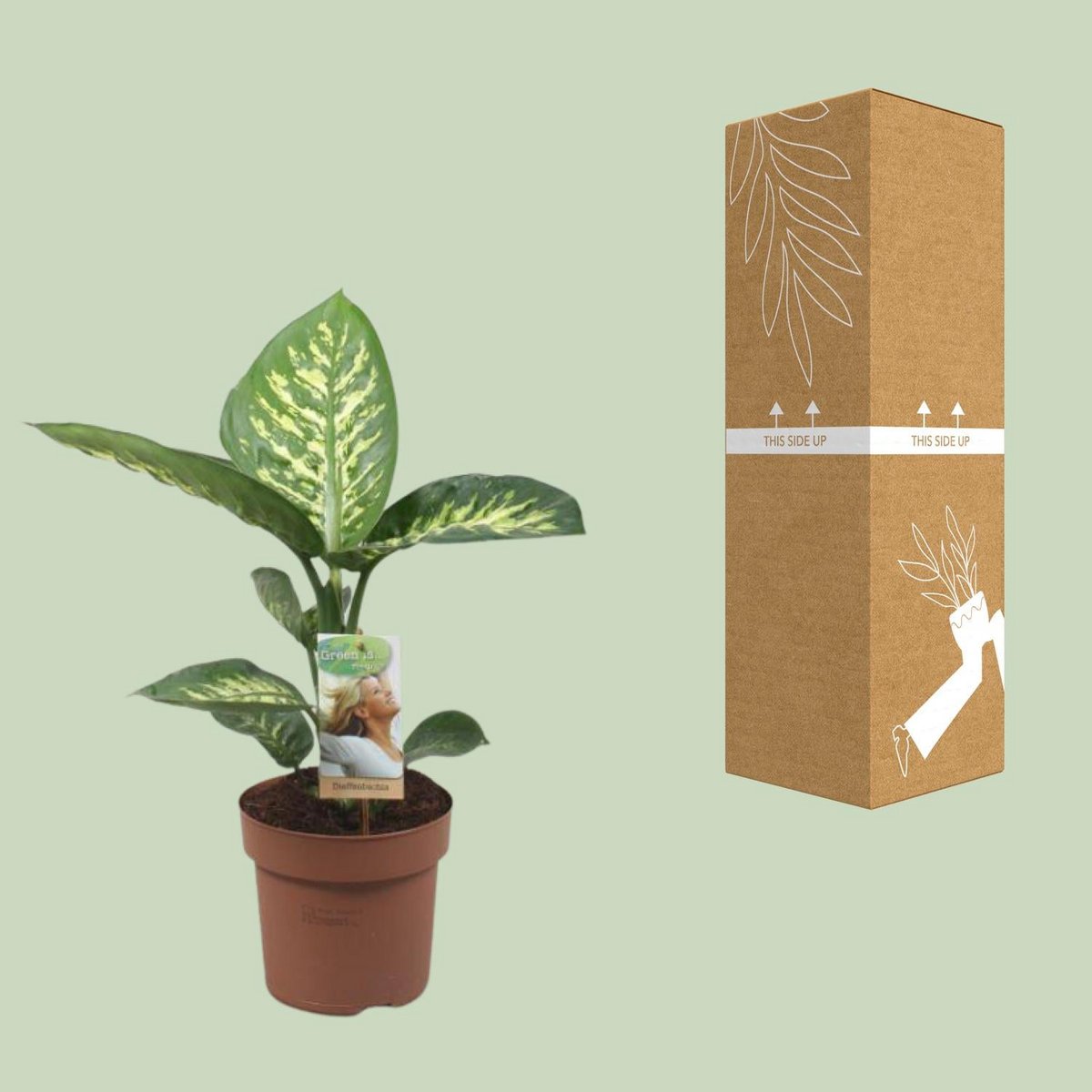 Diefeffenbachia Tropic Snow - Ø17cm - ↕60cm