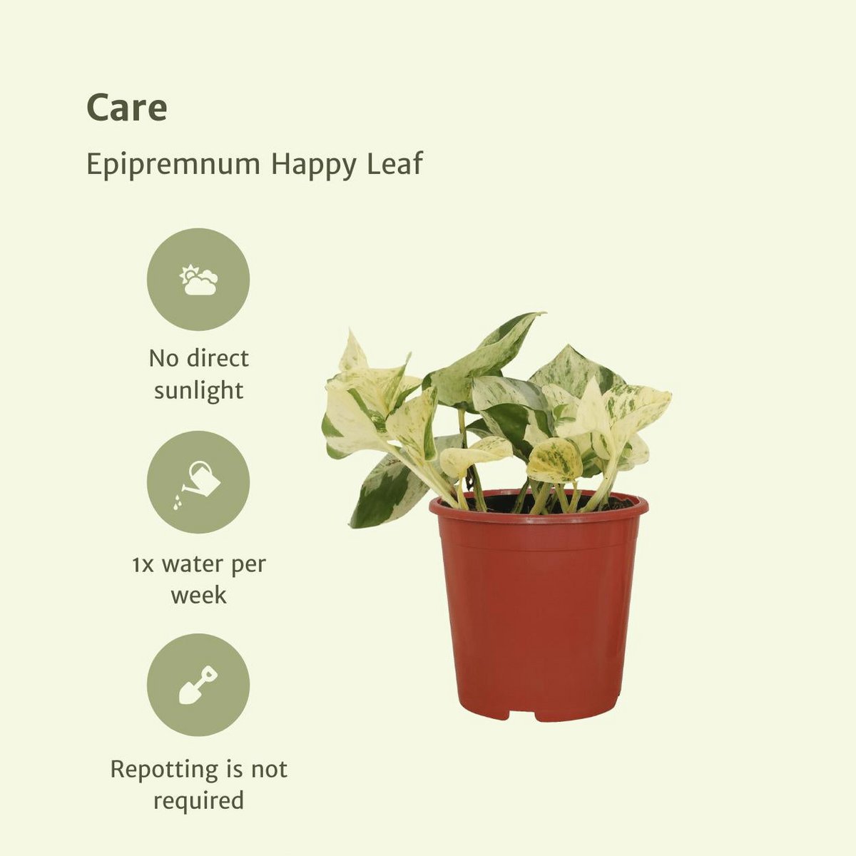 Kamerplant Epipremnum Happy Leaf ø12cm ↕15cm