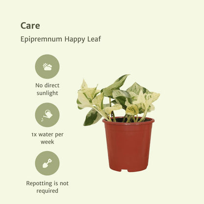 Kamerplant Epipremnum Happy Leaf ø12cm ↕15cm