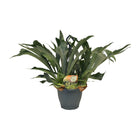 Staghorn varen Platycerium bifurcatum Ø21cm 50cm