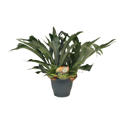 Staghorn varen Platycerium bifurcatum Ø21cm 50cm