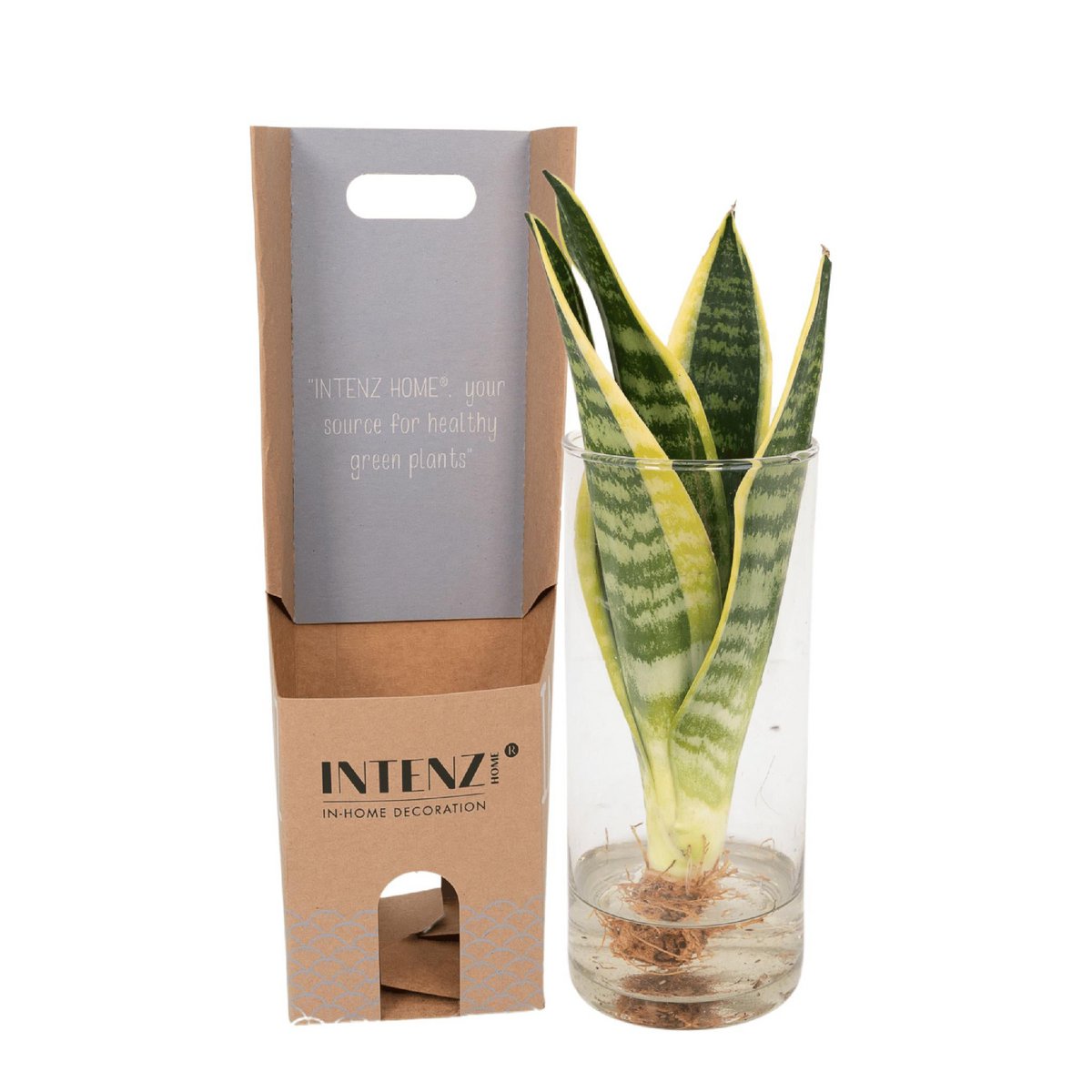 Sansevieria in cylinder glass - ø12cm - ↕30cm