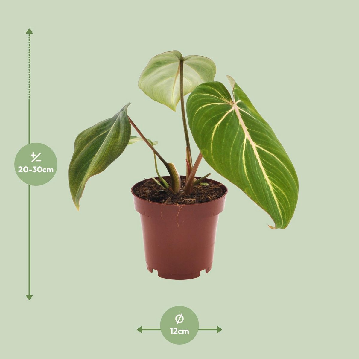 Kamerplant Philodendron Selloum Atom Ø12cm 25cm