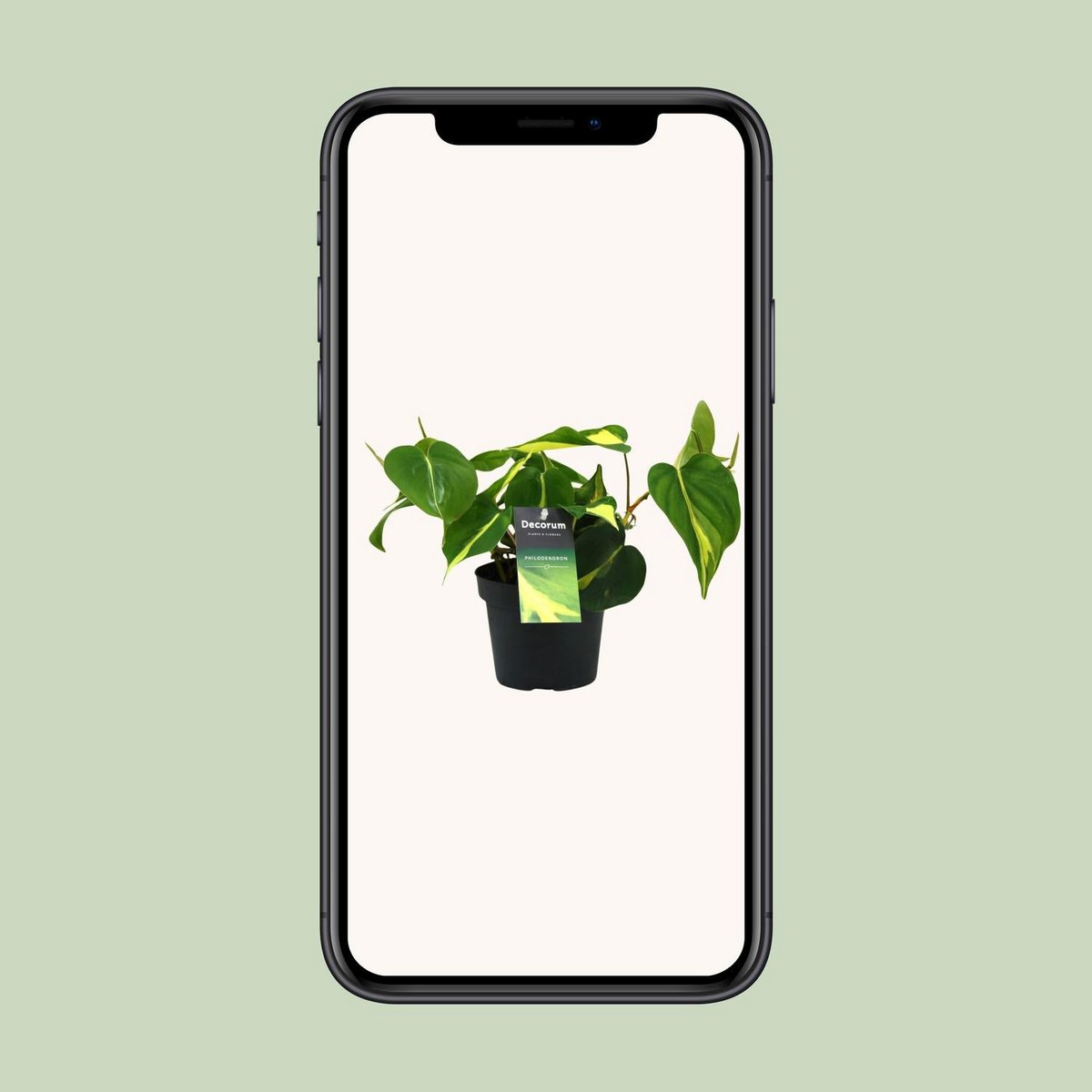 Philodendron Brasil Climbing - Ø12cm - ↕20cm