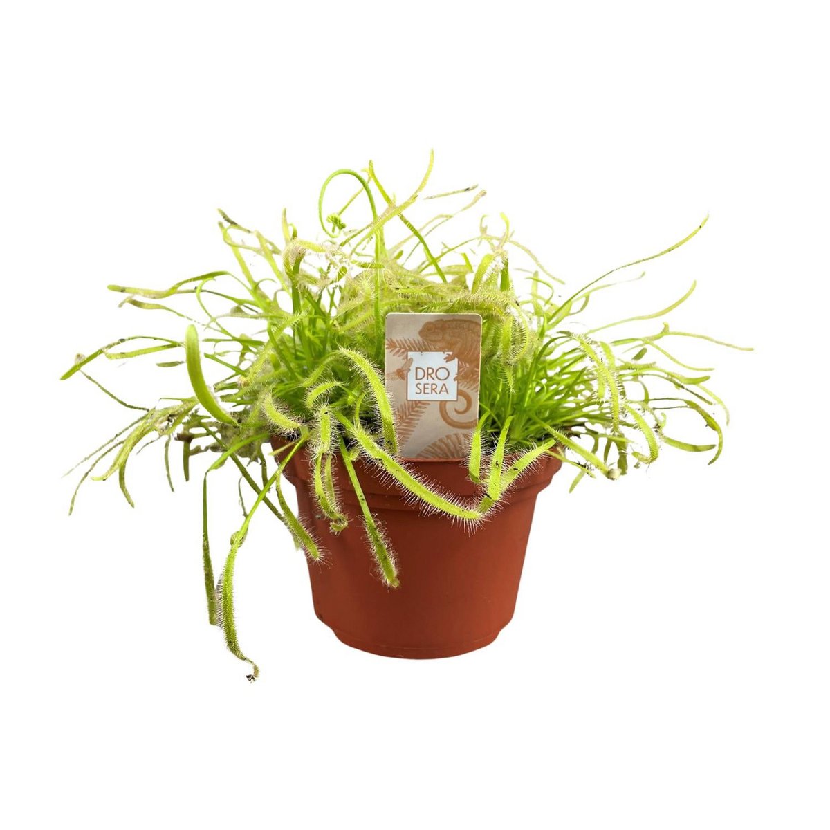 Drosera capensis plant Ø12cm ↕17cm
