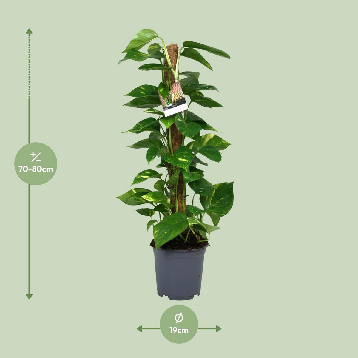 Kamerplant Scindapsus 80 cm pot Ø19 cm