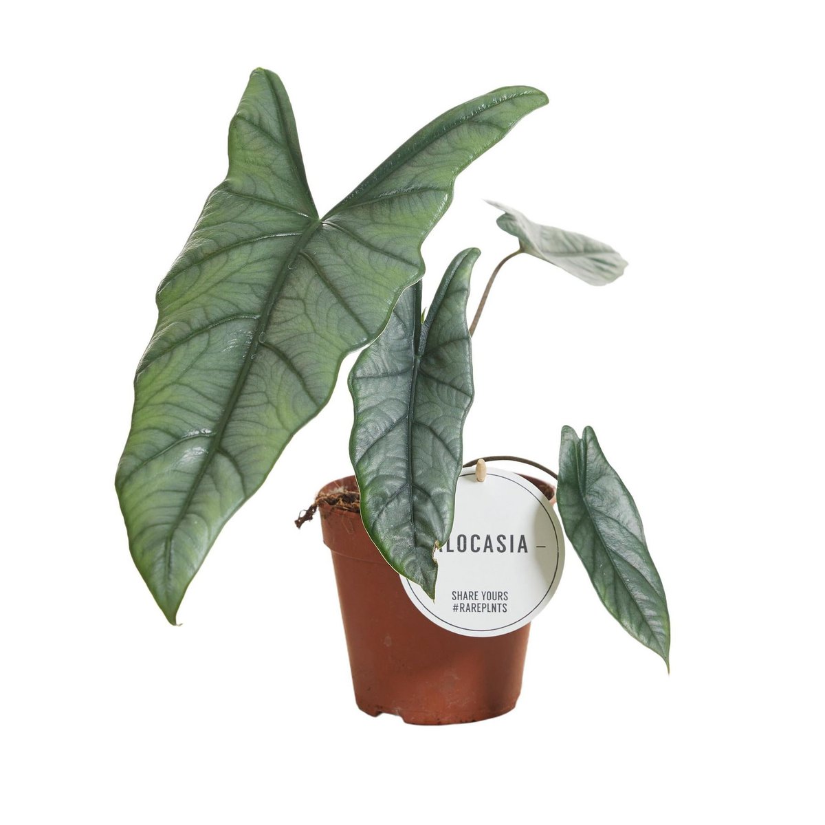 Alocasia heterophylla - Ø12cm - ↕25cm