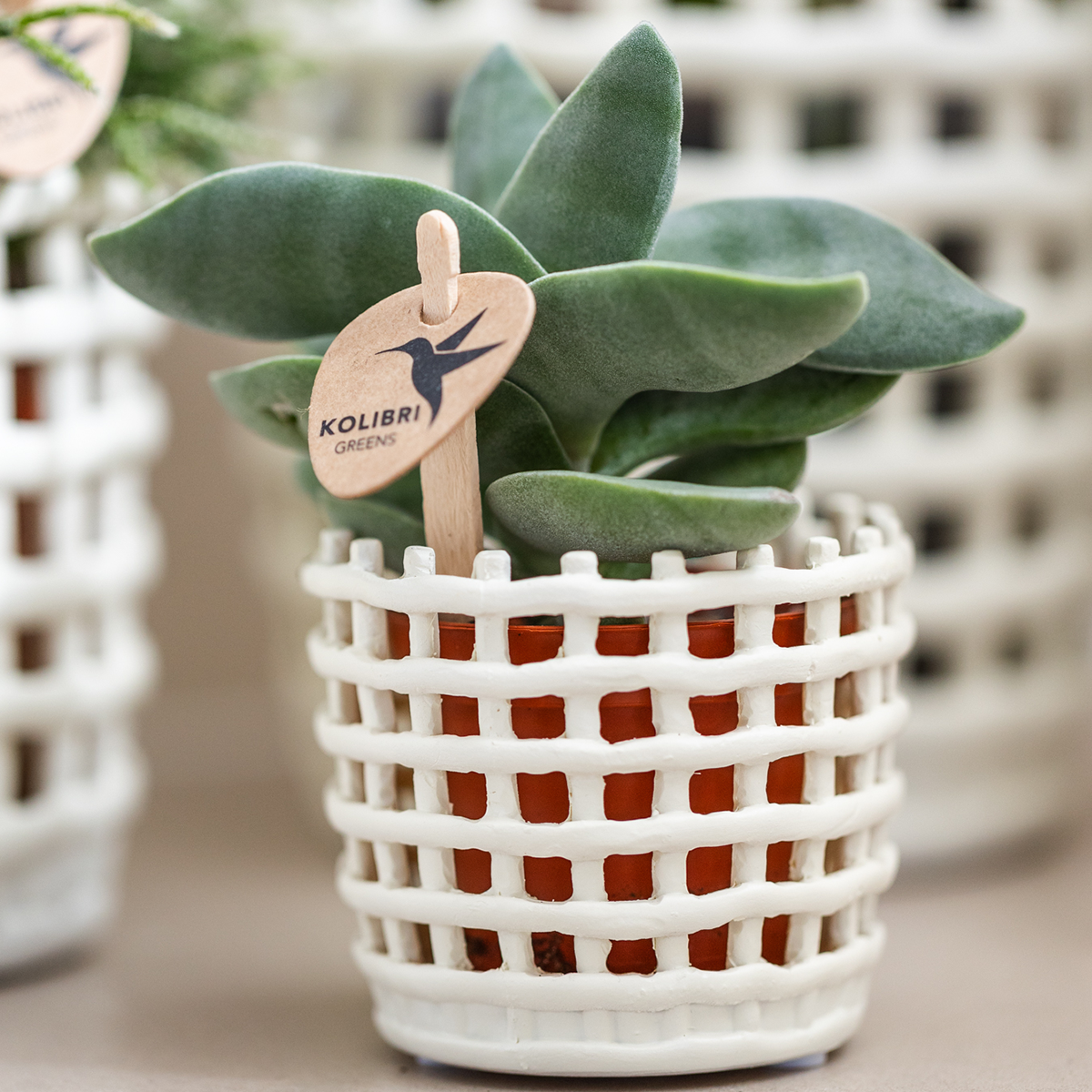 Sierpot keramiek mesh wit set van 3 (6, 9, 12 cm)