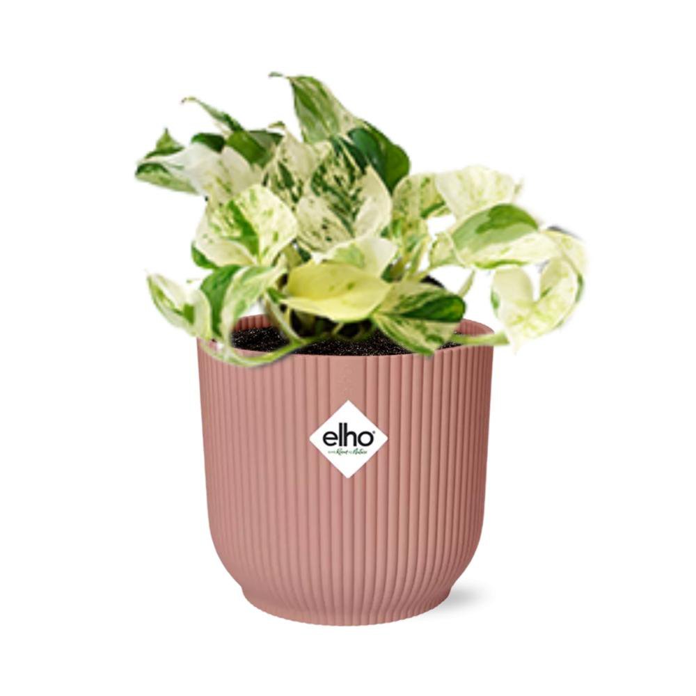 Kamerplant Epipremnum Happy Leaf in roze Elho pot 14 cm