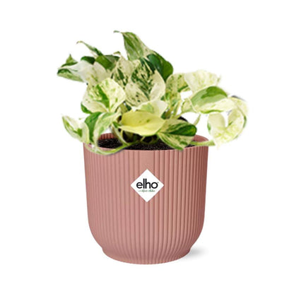 Kamerplant Epipremnum Happy Leaf in roze Elho pot 14 cm