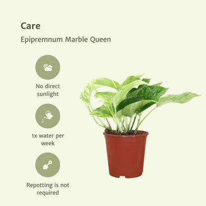 Epipremnum Marble Queen 4 stuks ø12cm