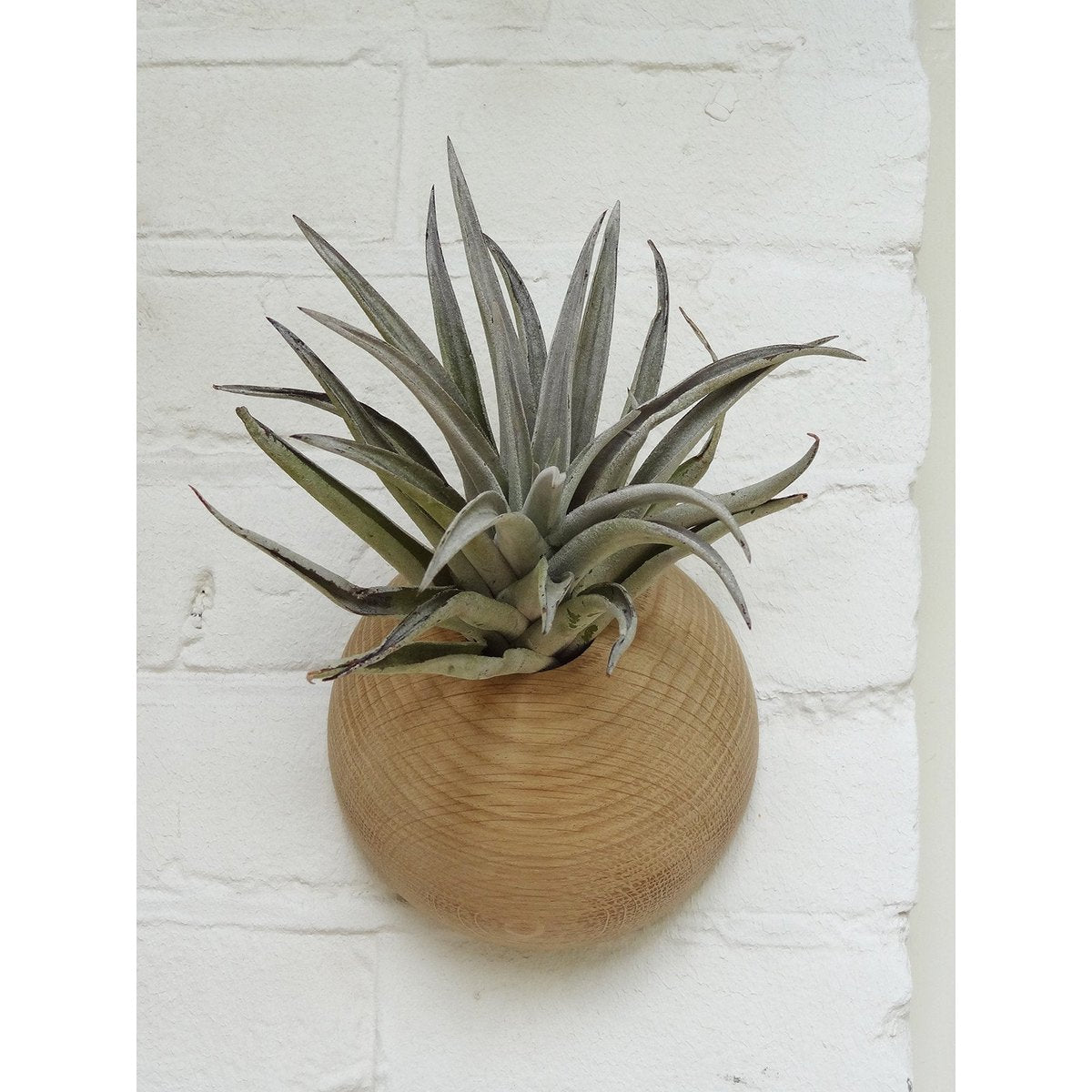 Airplant houder licht eiken Ø 12 cm