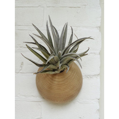 Airplant houder licht eiken Ø 12 cm