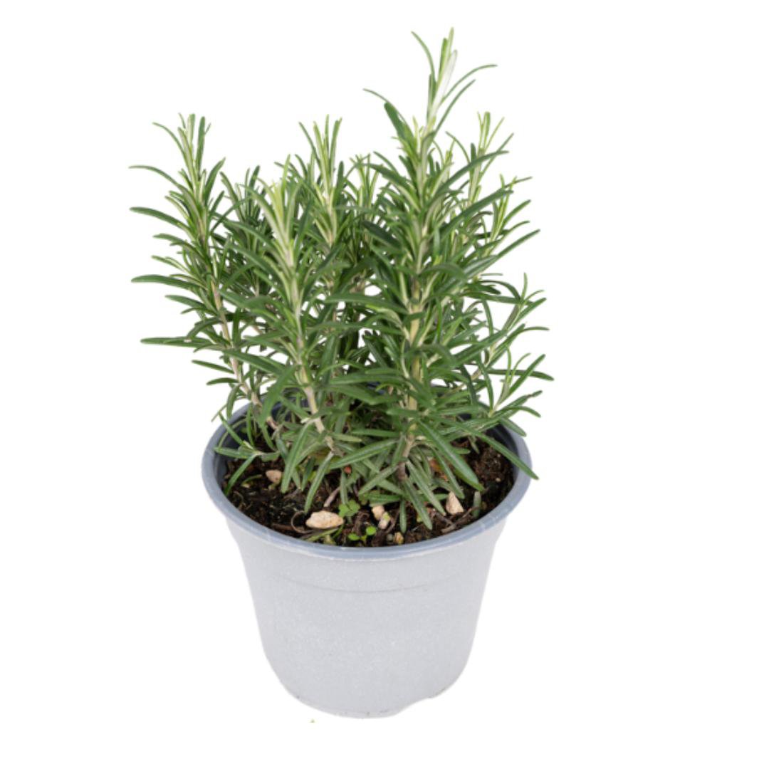Tuinkruiden Mix - 1 stuk - Ø14cm - ↕18cm
