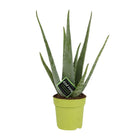 Aloë vera plant 45 cm potmaat Ø12 cm