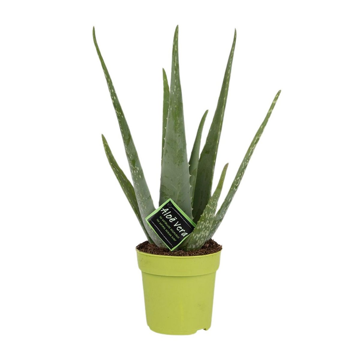 Aloë vera plant 45 cm potmaat Ø12 cm