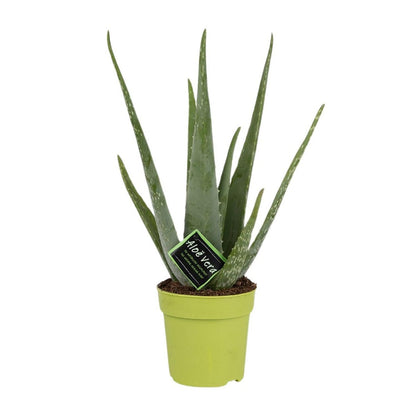 Aloë vera plant 45 cm potmaat Ø12 cm