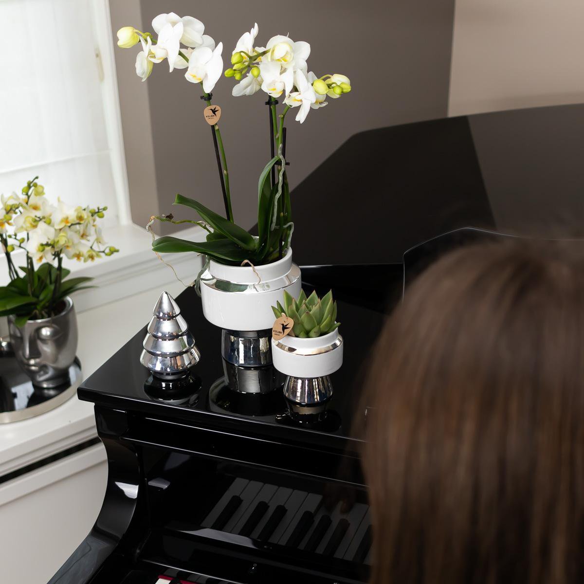 Plantenset orchidee succulent zilver dienblad
