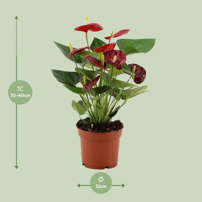 Anthurium calon in transparent sleeve - Ø12cm - ↕36cm
