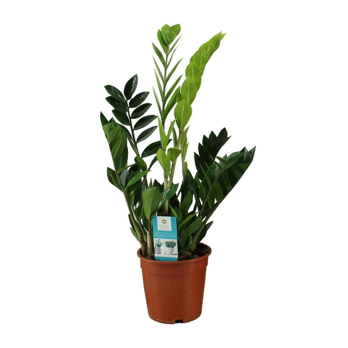 Kamerplant Zamioculcas (ZZ-plant) Ø17x65 cm