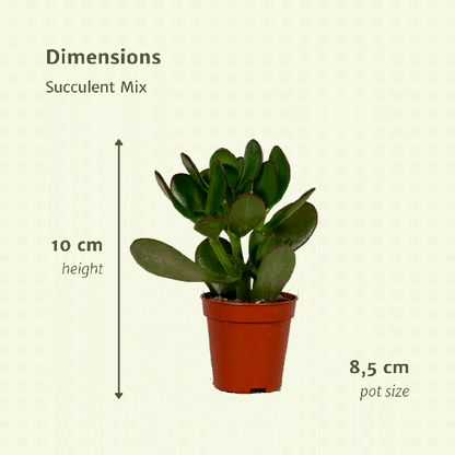 Everspring - Succulent Mix - 18 pieces - 10 cm - Ø8.5