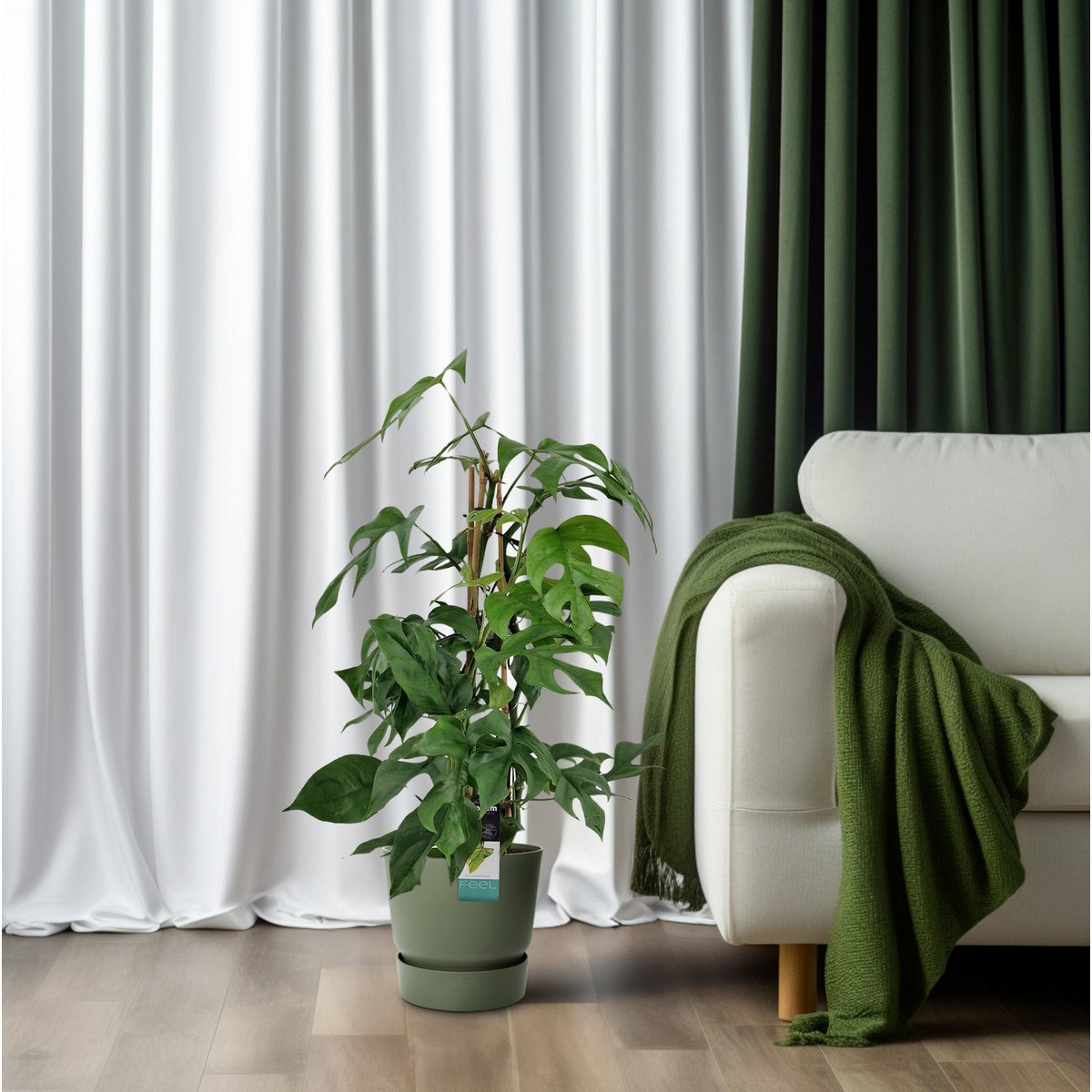 Philodendron Minima Pyramid - Ø19 ↕75