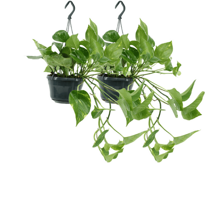 Epipremnum Golden 2x 25 cm pot Ø15 cm