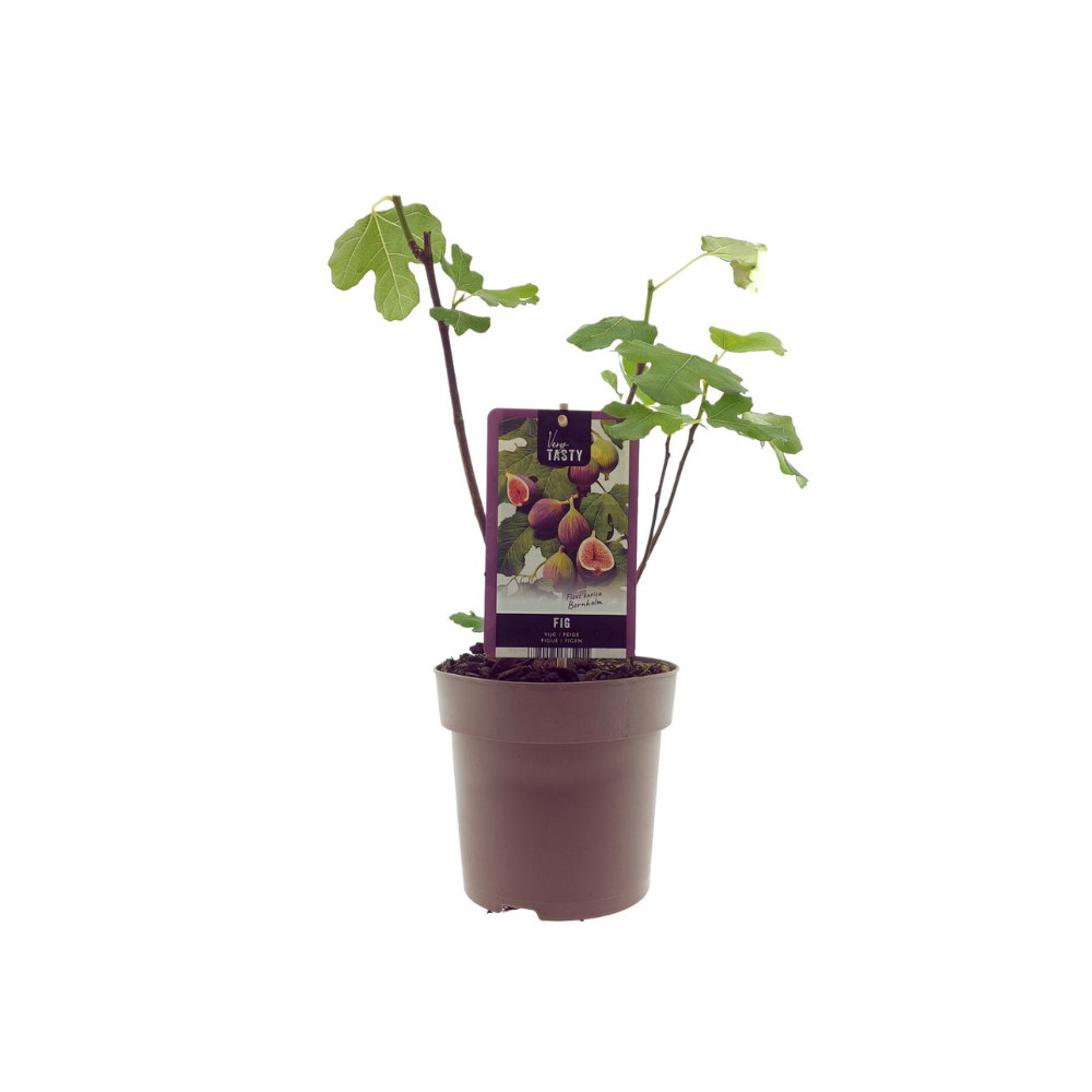 Ficus Bornholm Ø15x40 cm