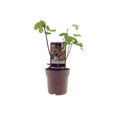Ficus Bornholm Ø15x40 cm