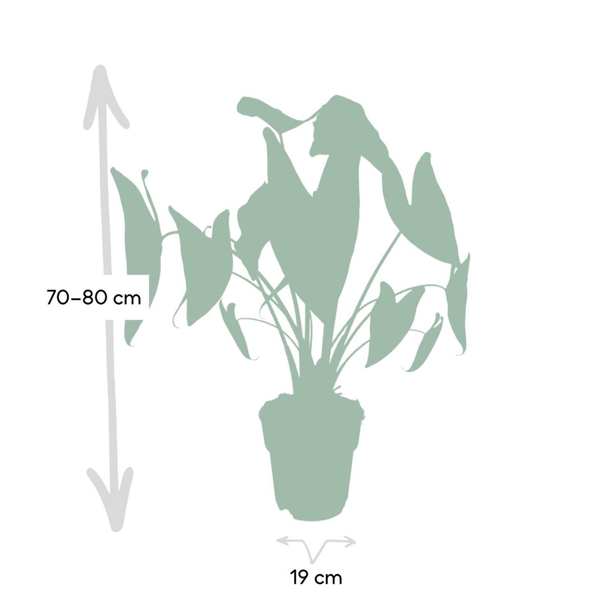 Kamerplant Alocasia Zebrina Ø19cm 75cm