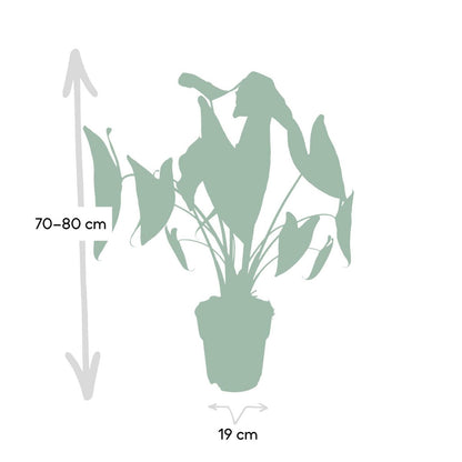 Kamerplant Alocasia Zebrina Ø19cm 75cm