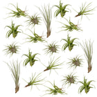 Tillandsia Air Plant Mix 20 Pieces 6 cm Diameter